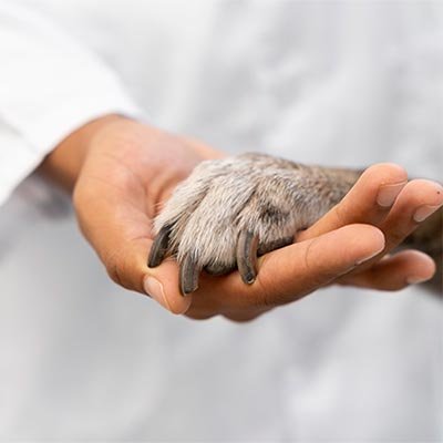 Veterinaria